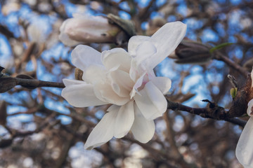 Magnolia, family Magnoliaceae. Beautiful white flower against the blue sky
