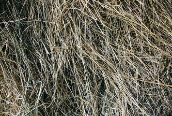Dry straw background texture. Ecological rustic material.