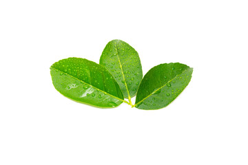 fresh green lemon leaves with water drops isolated on white background.lime leaf and green herbs...