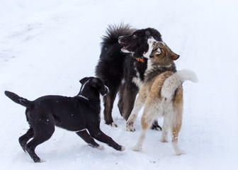 Three dogs are played on the snow in the winter