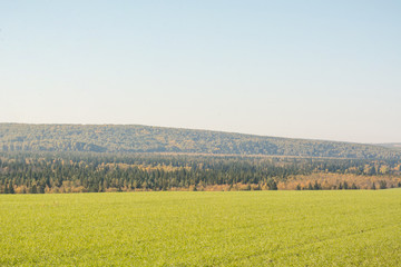 Fototapeta na wymiar Green bright field in Russia. Nature of Russia