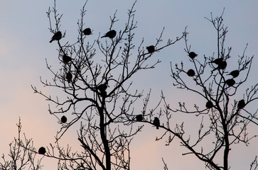 Birds on the branches of a tree against the sunset