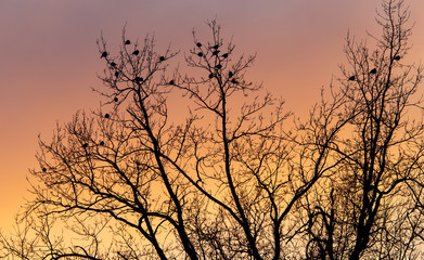 Naked branches on a tree against a sunset sun