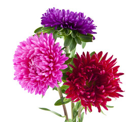 aster flowers isolated on white background. As an element of packaging design