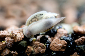 Schnecke im Aquarium