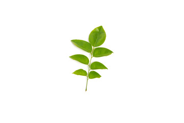 tropical green leaf  isolated on white background.