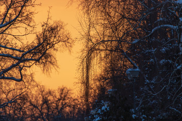 Naked branches on a tree against a sunset sun