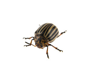 Colorado beetle isolated on white background