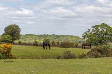 Fototapeta premium New Forest wild ponies grazing on grassland