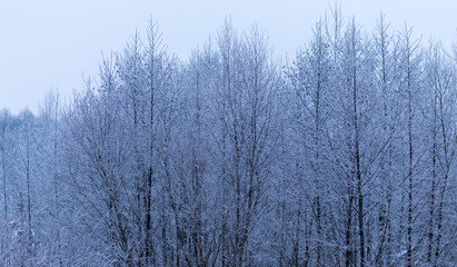 Snowy trees in the forest in winter