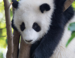 Portrait of panda baby
