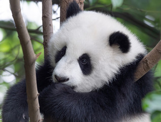 Giant panda baby on the tree © SJ Travel Footage