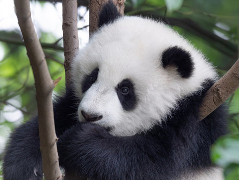 Fototapeta Giant panda baby on the tree