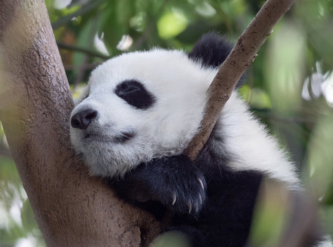 Fototapeta Panda giant baby sleeping on the tree