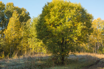 Green deciduous forest in Russia. Russian spaces