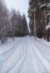 Snow road in the forest in winter