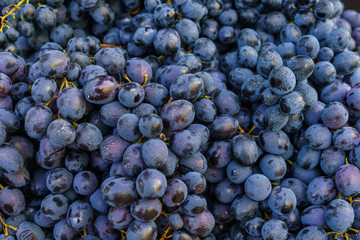 A whole box filled with ripe, organic blue grapes.