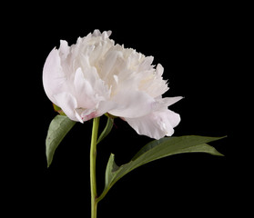 Peony flowers isolated on a black background. As an element of packaging design.