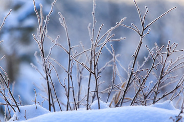 Snowy trees in the forest in winter