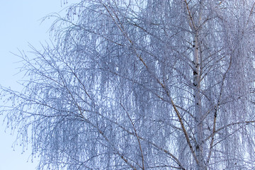 Snowy birch branches in winter against the sky
