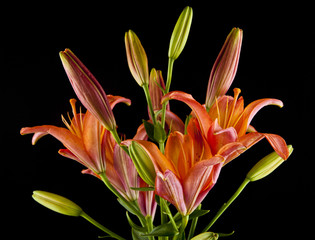 lily flowers isolated on a black background. As an element of packaging design