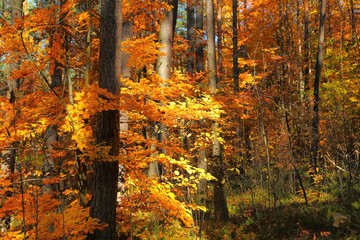 Autumn forest.