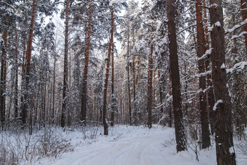 Snowy trees in the forest in winter