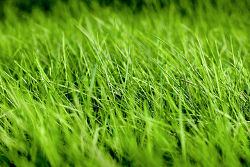 Green grass background texture. Background with bright juicy summer greens out of focus