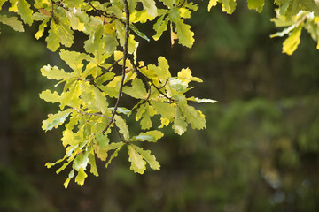 Light green oak branch on a blurred background