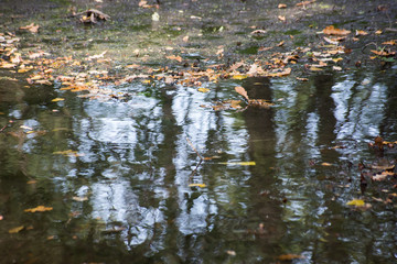 Reflection in the autumn puddle with fallen leaves