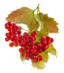 red viburnum berries isolated on white background. Ideal for packing.