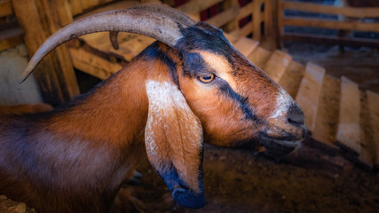 portrait of a goat