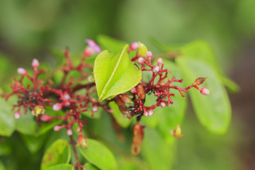 Carambola flower on tree