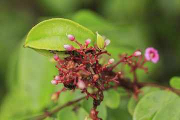 Carambola flower on tree