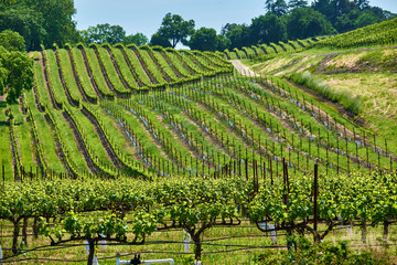 Vineyards in California, USA