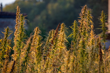 Fototapeta premium marijuana plant