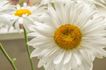 Large white summer gerberas close up under sunshine.