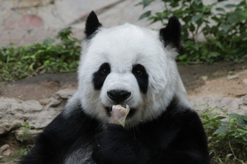 Female Panda in Thailand
