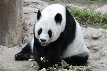 Obraz premium Female Panda in Thailand