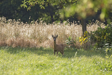 male European roe deer (Capreolus capreolus) selection with bad horns. Male European roe deer (Capreolus capreolus) in the evening in the clearing
