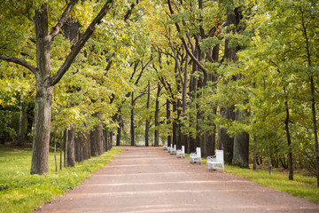 Fototapeta premium Autumn alley with yellow trees and benches