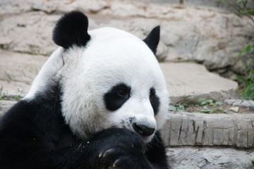 Male Panda in Thailand , name Chuang Chuang
