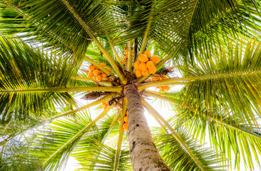 coconut tree on background of palm tree