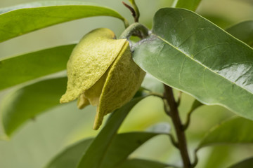 Flower of soursop