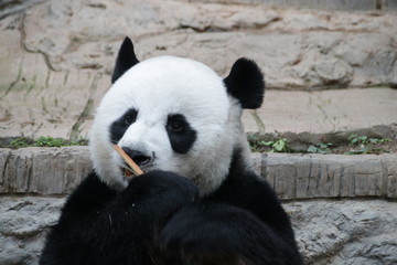 Close up Happy Panda Holding Bamboo Shoot