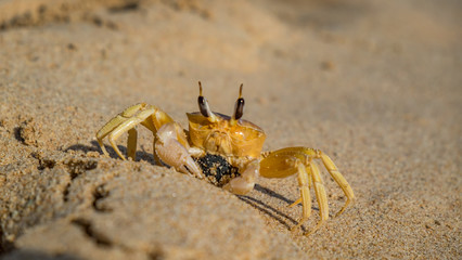 crab on beach