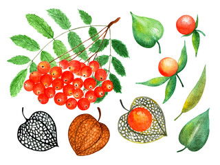 Ashberry and physalis. Watercolor illustration.
Ashberry and physalis. Illustration for design, decor, books, printing on fabrics.
