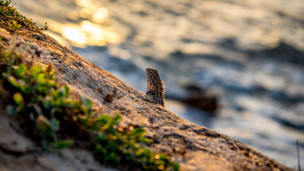 chipmunk on rock