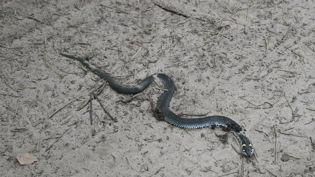 Dead snake on the sand
