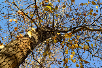 tree branches with autumn leaves